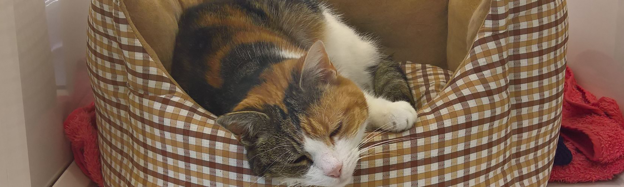 Cattery Kirkby