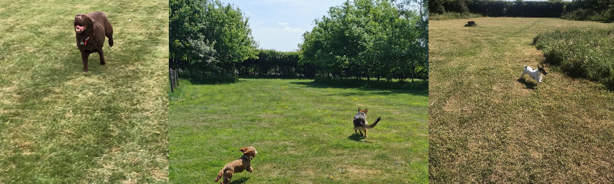 Kennels Nottingham